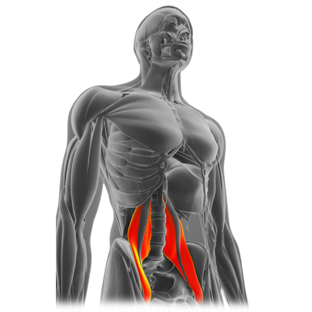 3d_rendered_meically_accurate_uscle_anatomyremovebgpreview