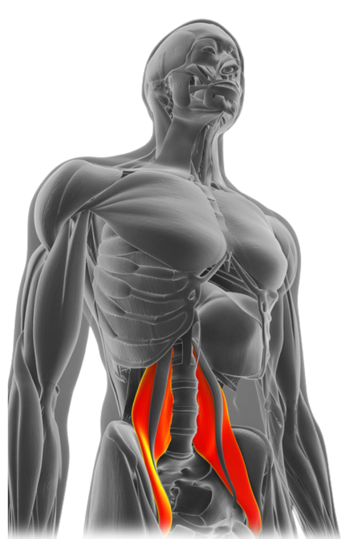 3d_rendered_meically_accurate_uscle_anatomyremovebgpreview