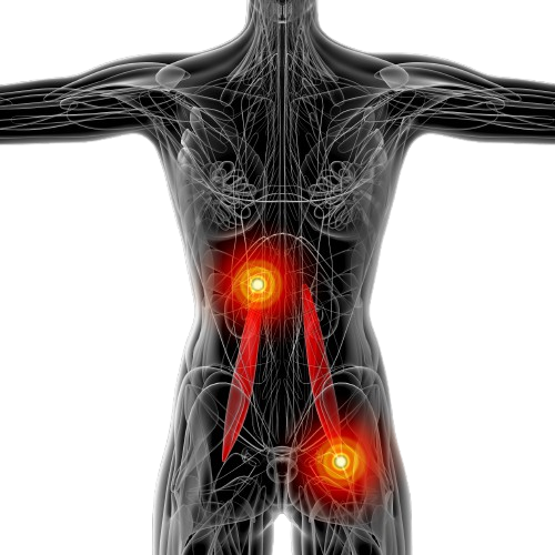 3drenderingmedcalillustrationoftepsoasmajoremovebgpreview